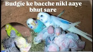 Budgie ke bacche nikal aaye bhut sare best breeding progress 🔥#viralvideo #budgiebird 