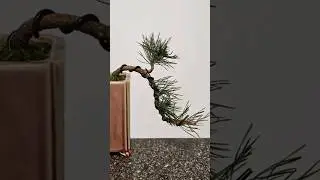 How to start a pine cascade Bonsai🌲 #pine #pre #bonsai #fyp #howto #diy #wire #bend #prune #leave #o