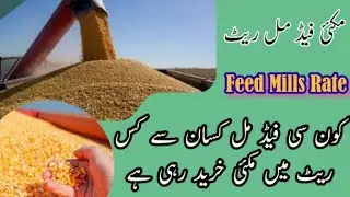 maize rates 10 September 2023 in feed mills | maize rates in feed mills | all feed mills rates today