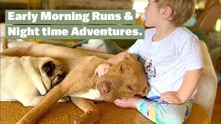 Early Morning Runs to Nighttime Adventures with a BIG pack of Dogs #germanshepherd #americanstaffy