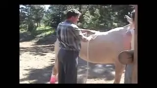 Equine Equestrian Horse PEMF ElectroMeds