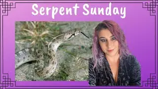 The Loveable Glossy Snake - Serpent Sunday