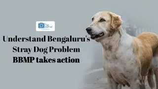Understand Bengaluru Stray Dogs Problem and action took by #bbmp | #dogday