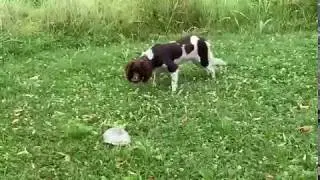 Frida and the turtle -Frida e la tartaruga veneta 😂