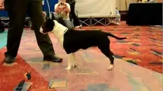 CH. BLAZINBULLYS MISS SINISTER (trophy show 2012)