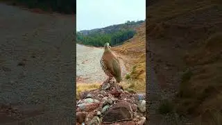 Red legged Bird call #birds #partridge #chakor
