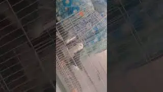 Arshu's love birds🥰❤️ #knvlogs #birdslovers #piegeon #isloo #subscribemychannel