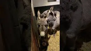VLOGMAS, день 21 #спасениеживотных #жизньживотных #жизньнаферме #спасениедикойприроды #лошадь #жи...