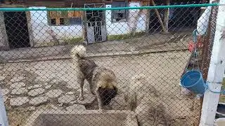 Köpeklerim#Çok güclü#Kavkaz#