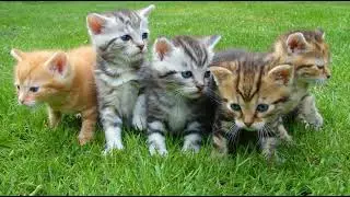 Adorable Cute Cats Relaxing Music | Playtime Music for Pets | Instrumental BGM | The Mesmerizer.