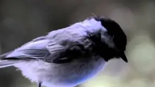 Passerine Bird Video