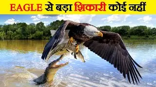Eagle के सबसे खतरनाक हमले | Eagles Hunting Various Animals | The best of Eagle's Attack