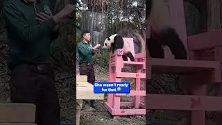 Giant panda startled by sudden appearance of caretaker