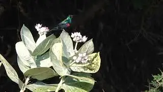 Oman November 2022, a 10-day Birdwatching Trip