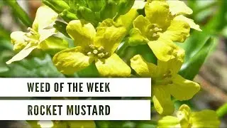 Weed of the Week - Rocket Mustard