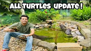 Turtles Update | Pond Turtles update | Turtle Pond | Koi Fish Pond| Indian Aqua Boy03 | Turtles