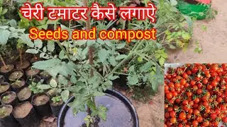Cherry tomatoes from seeds | how to grow cherry tomatoes