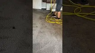 Wowwww hairy insane CRB Carpet Cleaning in Columbus, Georgia #insane #nasty #carpetcleaning #scared