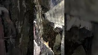 wild honey bee apis cerana/laywan #everyone #apiscerana #share  #savethebees #honeybee