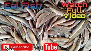 Eel Fish... in our Market ss foods odisha 7681804238