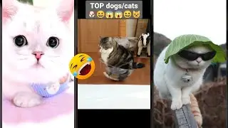 Cute Kittens 🐱 #cat 🐈&zwj;⬛ #funanimals #6946