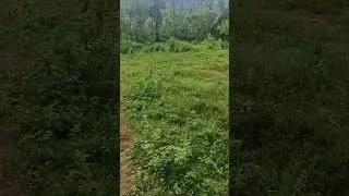 44 cents land for sale in ravada Surya kiran property's 9550451389