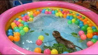 Wow Awesome Baby Dodo Sunbathes Well, Dodo Happy To Swim In Colorful Tube