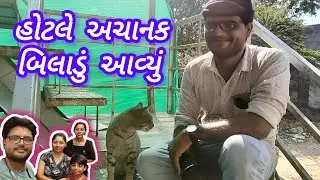 હોટલે  બિલાડું આવ્યું #trending #ahemdabad #surat #viral #rudrayu #hotel #changodar #india #vlog