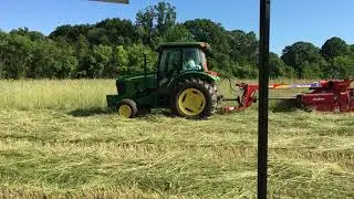 Second cutting of Abruzzi Cereal Rye for hay