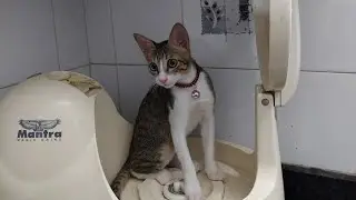 KITTEN MASSAGE | THEO LOVES IT | VJSHOWSOFF   #Shorts