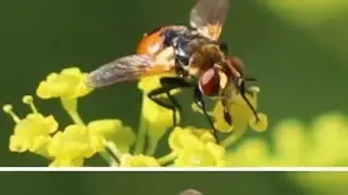 SYRPHIDAE (POLLINATION FLIES)