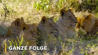Überleben im Sumpf: Pflanzenfresser & Jäger im Okavango | Afrika: Wilder Horizont 103