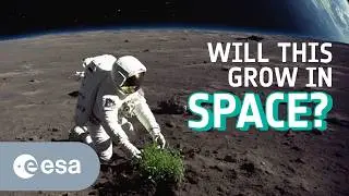 What plants can grow in space?