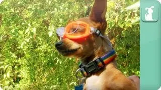 Dogs at Play - The Pet Games - DIVING