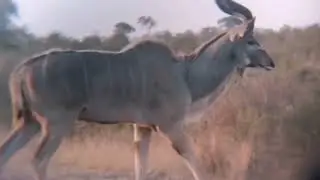 Incredible Kudu Moments: A Safari Spectacle!💯