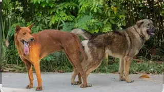 Dogs stucked while mating each other. Interesting video. Red retriever vs German shepherd dog mating