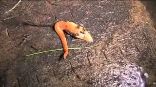 The Australian flatworm (Australoplana sanguinea)