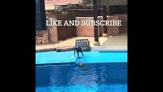 Dolphin Show at Ushaka Marine World 