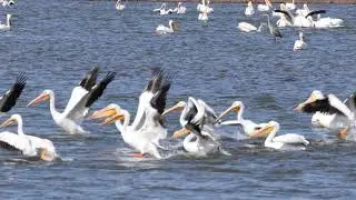 Migrating Pelicans -Walking on Water - Tulsa, Ok - Riverpark Trails