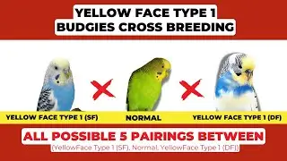 Yellow Face Type 1 Budgies: The Stunning Mutation & Shocking Breeding Results!