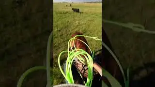 Gotta love a fresh horse😂