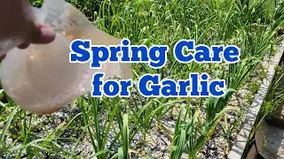 Grow Big Garlic Bulb with This Spring Care for Garlic