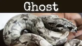 Boa Constrictor Morph Guide (GHOST)