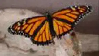 Endangered Butterflies You Can Help