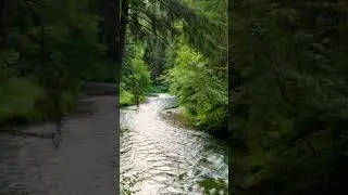 Peaceful Forest River Sounds &ndash; Relaxing Nature Ambience, Birds Singing, Stress Relief