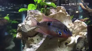 Red claw crab community tank