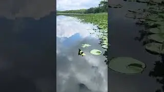 Lilly Pad Channel on Pipe Lake in Polk County Wisconsin #boating #fishing #lake #youtube #shorts