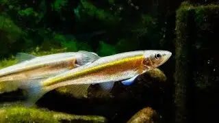 Native Fish Care: Redside Dace