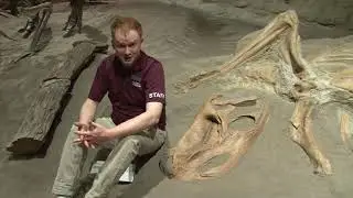 Cretaceous Q&A: 