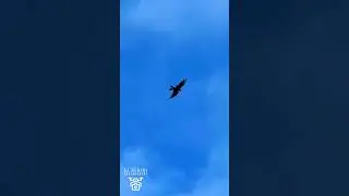 🦅 Red Kite Over Wensleydale &ndash; Stunning Wildlife Moment Captured on Phone | Yorkshire Dales